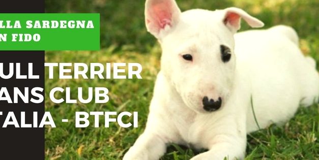 Il bull terrier Fans Club Italia ( BTFCI)