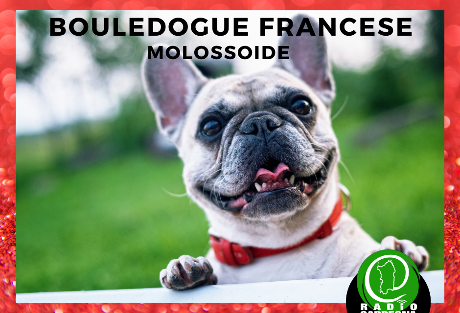 BOULEDOGUE FRANCESE: PICCOLO MA FORTE